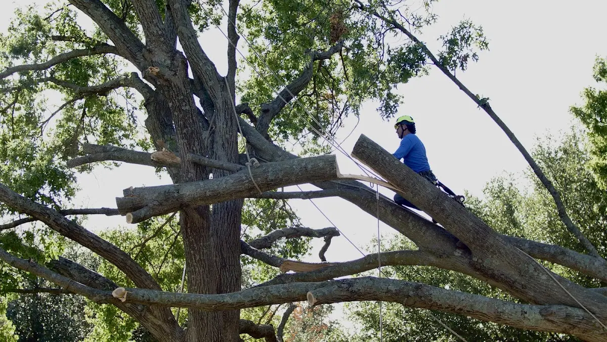 Professional Crown Thinning performed by certified arborists in Lowes