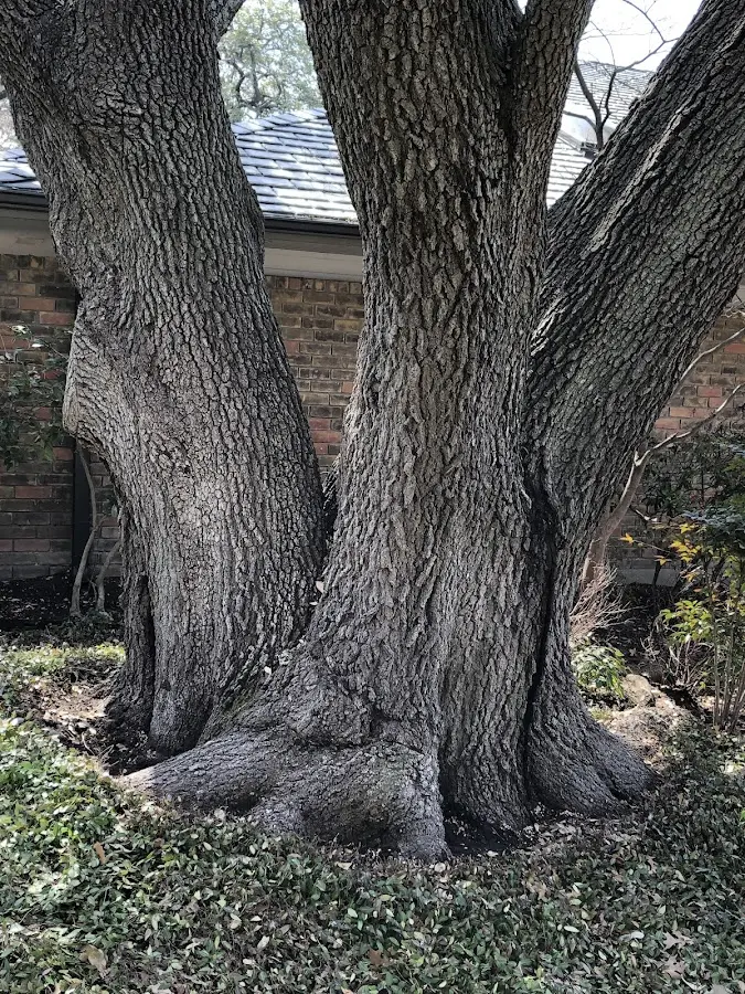 Mature heritage tree close to a Lowes property cared for by certified arborists